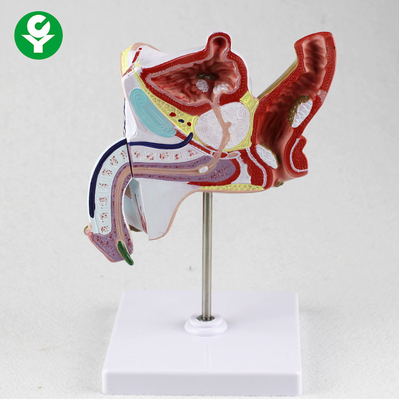 Anatomisches pädagogisches Körperteil-Modell-urogenitales System-genito-urinärer Unterricht