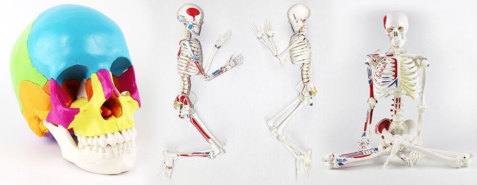 Menschlicher Körper-Skelett-Modell