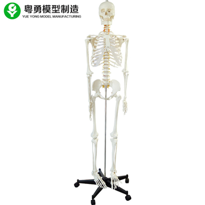 Ganzes menschlicher Körper-Skeleton Modell/Exemplar-anatomische Skeleton natürliche Größe