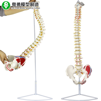 Medizinischer Wirbelsäule-Modell-Pelvis-Muskel-Punkt-Schenkelbein-Kopf anatomisch