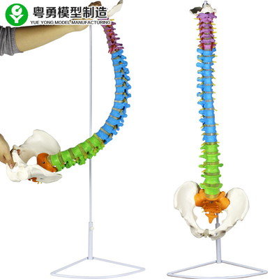 Dorn-Pelvis-Farbzonen-medizinische Dorn-Modell-Spalte anatomische 3,5 Kilogramm
