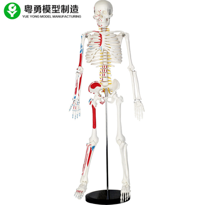 Lebensgroßes menschliches Skeleton Plastikmodell mit den Muskeln 85cm 2,0 Kilogramm Gewichts-
