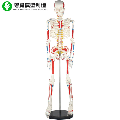 Erwachsenes menschlicher Körper-Skeleton Modell/menschliche Muskel-und Skelett-Anatomie modellieren