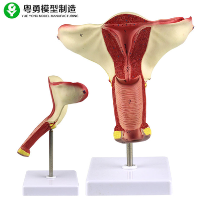 Menschliches Gebärmutter-Anatomie-Modell/Vagina-Gebärmutter-Eierstock-vorbildliche unterrichtende Demonstrations-Anzeige