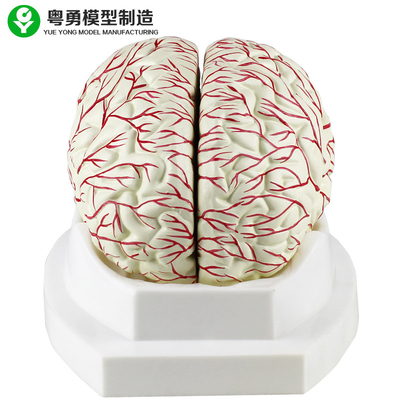 Medizinische menschliches Gehirn-Modell-zerebrale Arterien-Anzeige kann in 8 Teile unterteilt werden