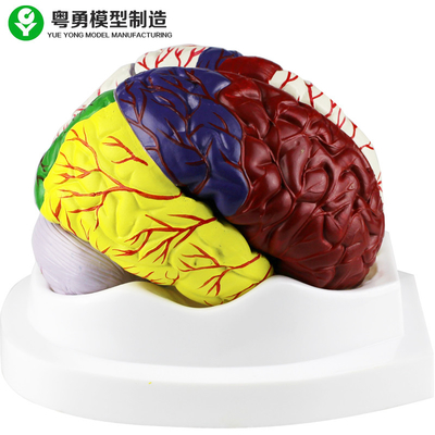 Menschliches Gehirn-Anatomie-Modell/pädagogisches Plastikgehirn modelliert PVC-Material
