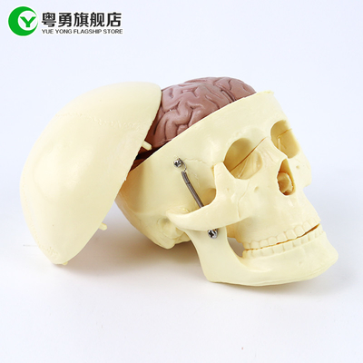 Mittleres Anatomie-Schädel-Modell/menschlicher Plastikschädel mit dem Gehirn anatomisch