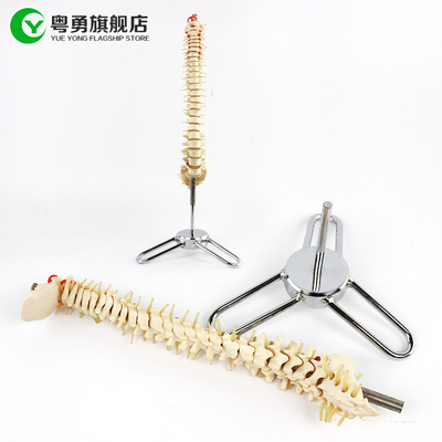 Mittelgroßer Dorn-Skeleton Modell-/des Dorn-Anatomie-Modell-10X38X10CM Größe
