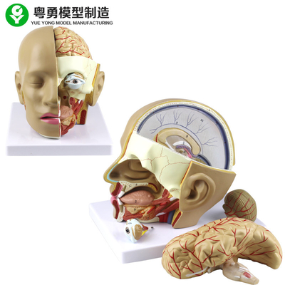 Plastikmenschlicher Kopf-Anatomie-Modell des anatomie-Schädel-Modell-/PVC mit Gehirn