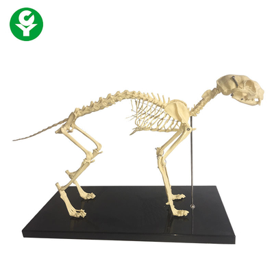 Skelettartiger natürlicher Knochen-Tieranatomie modelliert,/anatomisches Katzen-Skelett-Modell