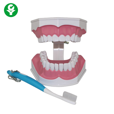 Menschliches Zahn-Modell für das zahnmedizinische Studenten-Zähneputzen-Ausbildungs-Demonstrieren
