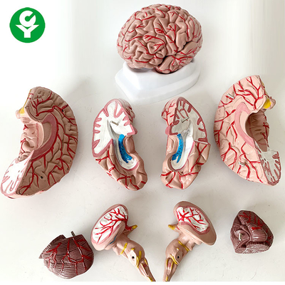 8 Teile Gehirn-Anatomie-Modell-Heilkunde-Thema-menschliche Originalgröße-1,5 Kilogramm