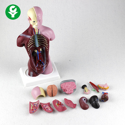 Karton-Verpacken des PVC-Anatomie-Physiologie-Körper-Minitorso-Modell-12X6X28CM