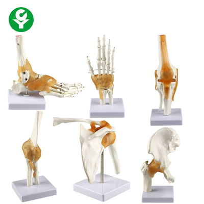 Gelenk-Modell-/Schulter-Ellbogen-Hüften-Knie-Fuß-Handgelenk-Modell-Knochen der natürlichen Größe menschlicher