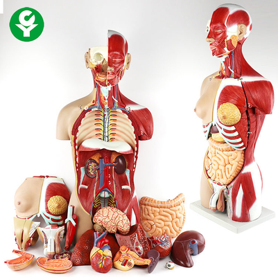 27 Teile anatomische medizinische Torso-Modell-14,0 Kilogramm sondern Bruttomasse-Doppelsex aus