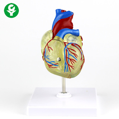 Menschliches erwachsenes medizinisches Herz-Modell-transparenter Plastik für Demonstration