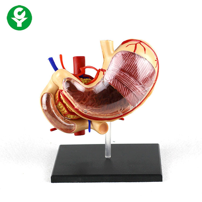 0,5 Kilogramm gastrische Anatomie-menschlicher Körper-Organ-vorbildliche Schulunterstützung PVCs entfernbar