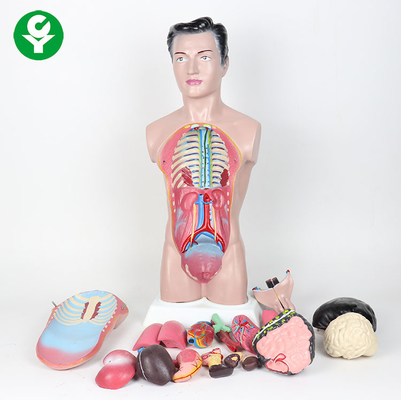 44cm hohes menschlicher Körper-Torso-Modell/Anatomie-männliches Anatomie-Modell 3,0 Kilogramm