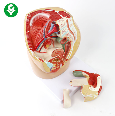 Becken- weibliches anatomisches Modell/weibliches Reproduktionssystem-Anatomie-Modell