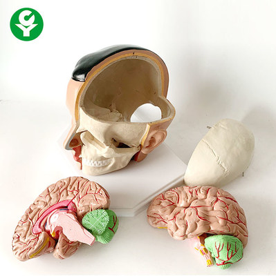 Anatomisches 20X18X18 cm Paket der strukturellen Gehirn-Anatomie-Modell-Schädelarterien-