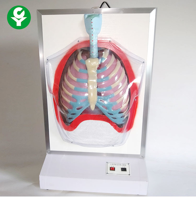 Elektrische medizinische Trainings-Männchen/Bewegungs-menschliches Atmungssystem-Modell
