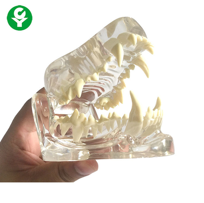 Anatomie-Hundeschädel-Kiefer-Knochen-transparente/zahnmedizinische Hundezähne modellieren PVC-Material