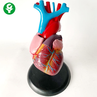Anatomie-menschlicher Körper-Organ-Modell/Herz, das viszerales Organ-System-Modell ausbildet