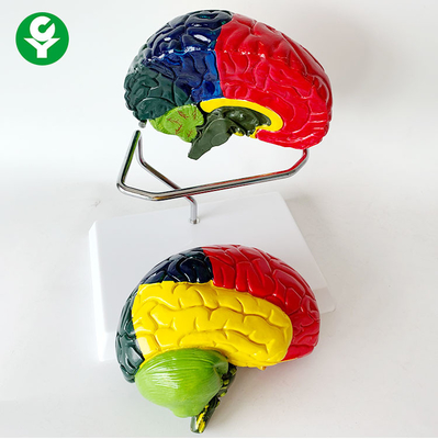 Anatomisches lebensgroßes Gehirn-Modell der zwei Scheiben-chromatischen Trennung 1,0 Kilogramm