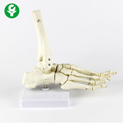 Rechter Fuß-menschliche Gelenk-Modell-Metacarpal weiße Farbmulti Funktions